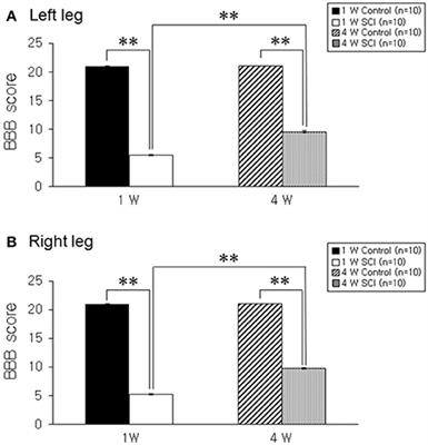 Optical Imaging of the Motor Cortex Following Antidromic Activation of the Corticospinal Tract after Spinal Cord Injury